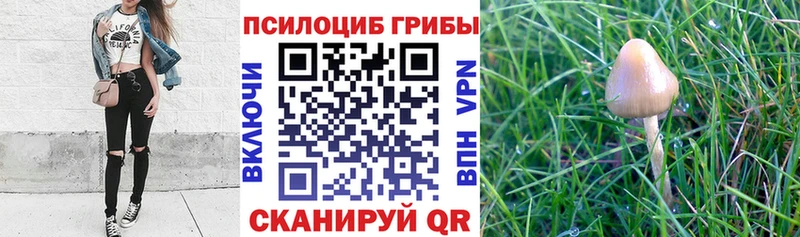 Купить где  Сясьстрой  Галлюциногенные грибы мухоморы 